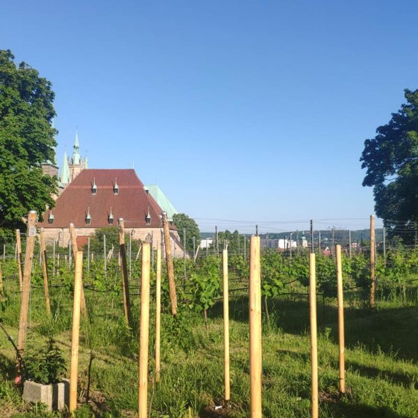 Das Bild zeigt einen Ermittlungspunkt auf dem Krimi-Trail in Erfurt.